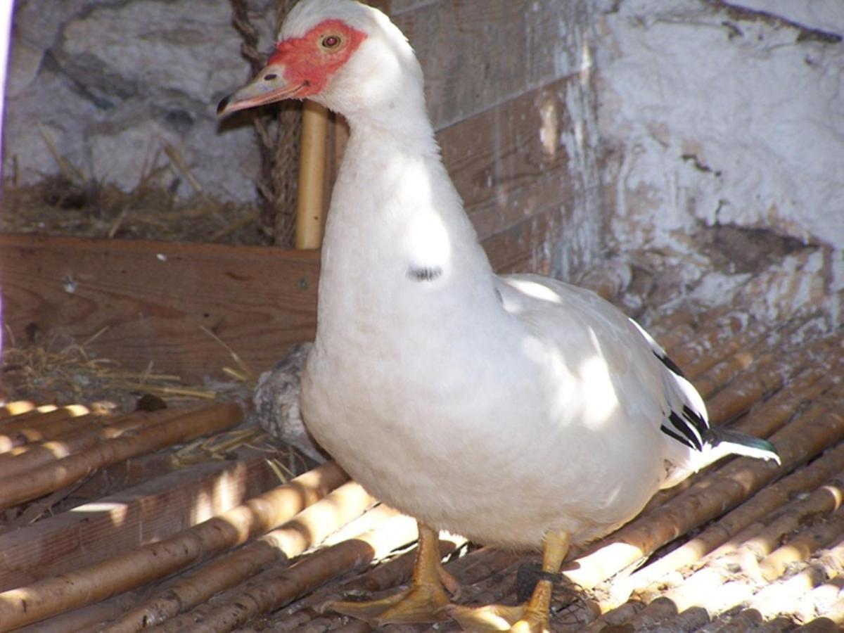 Al Ghar Villa Daba מראה חיצוני תמונה